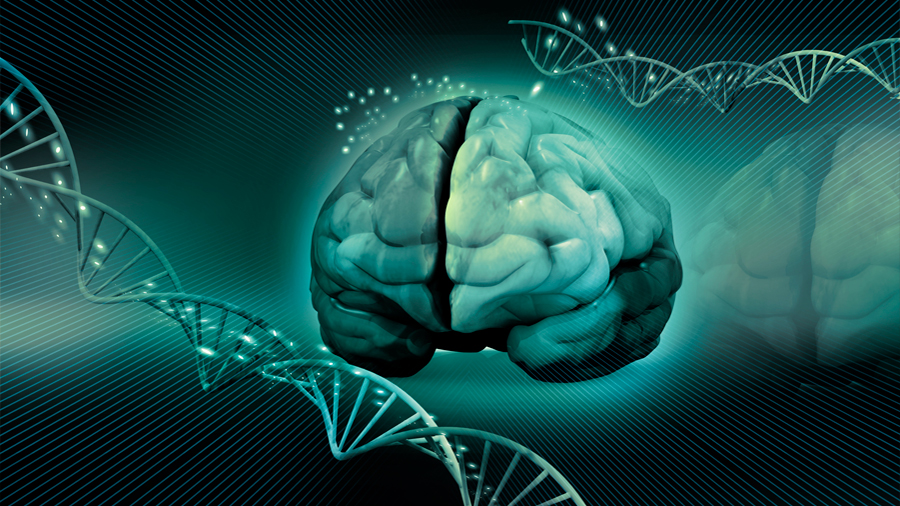 Descubren el mecanismo genético que permite el aumento de la corteza cerebral