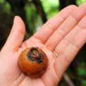 Encabeza científico mexicano estudio internacional biomimético sobre dureza de fruto de palmera