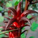 Aplican mexicanos exitosa biotecnología para controlar con hongos que afectan a la flor de jamaica