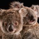 Descifran el código genético de los koalas