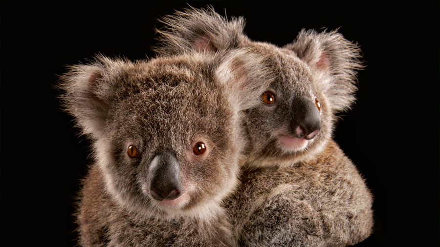 Descifran el código genético de los koalas