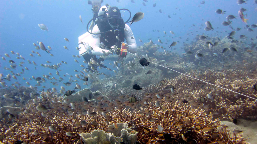 Crean de Argentina, España e Italia ingenioso método para censar peces