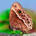 Genes de pigmentos en alas de mariposa crean colores y patrones que le ayudan a camuflarse o atraer parejas