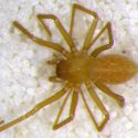 Hallan nueva especie de araña que parece vivir en una única caverna del mundo