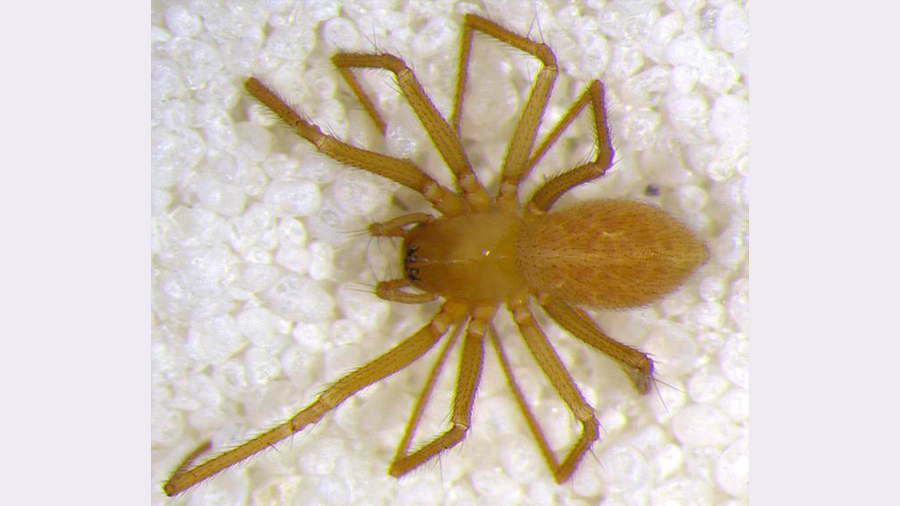 Hallan nueva especie de araña que parece vivir en una única caverna del mundo