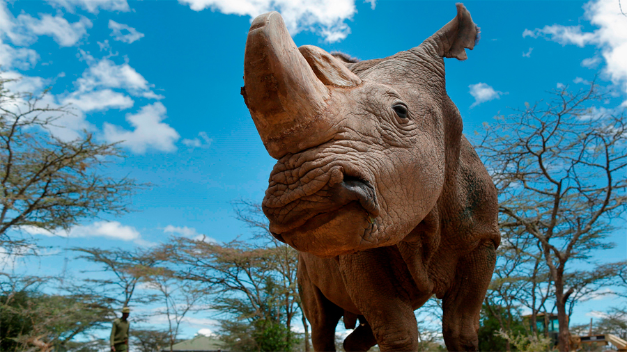 Crean los primeros embriones de laboratorio para recuperar a un rinoceronte casi extinto