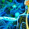 Hallan una clave molecular para retrasar la esclerosis múltiple
