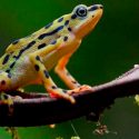 Redescubren anfibios que se creían extintos
