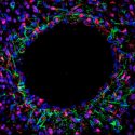 Implantes neurales para modular con alta precisión microestructuras del cerebro