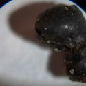 Alcanza éxito la primera búsqueda intencional de meteoritos en el océano