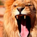 Al menos dos cazadores furtivos de rinocerontes mueren devorados por leones en Sudáfrica