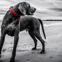 Los perros no se reconcilian si pelean, debido a la domesticación