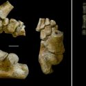 La niña con pies de chimpancé: antepasada que caminó erguida y trepó árboles con facilidad