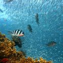 Los peces se vuelven más tímidos por la pesca submarina