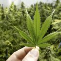 La despenalización de la marihuana en Canadá, un nuevo paradigma en la política de drogas de relevancia para México