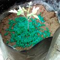 Logra éxito científicos mexicano al encapsular en un biopolímero un microorganismo y potenciar cultivos