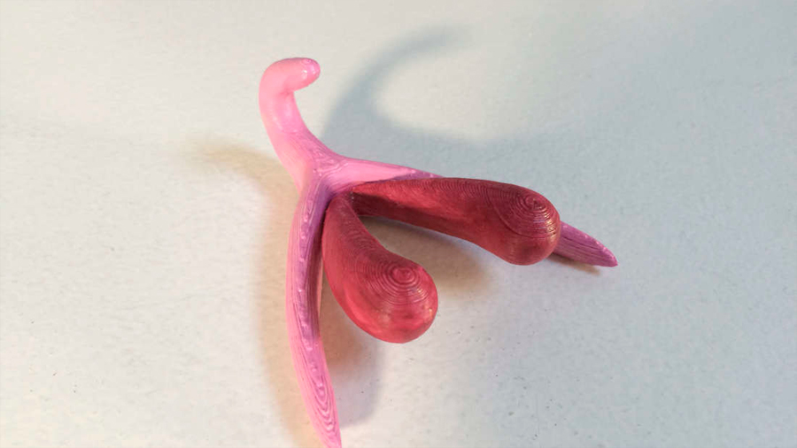 Éste es el primer clítoris 3D de código abierto para enseñar educación sexual