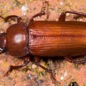 Descubren cómo funciona el mecanismo que impide a los insectos congelarse en los inviernos crudos