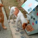 Científico mexicano desarrolló hamburguesa anticonceptiva para perros