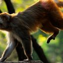 Logran reconectar circuitos nerviosos en macacos con daño en la columna y devolverles movilidad