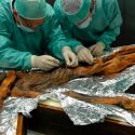 Otzi almorzó fuerte antes de morir, hace 5,300 años