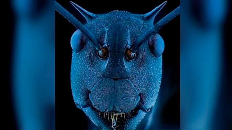 Una extraña imagen muestra la cara microscópica de una hormiga "cortadora de hojas"