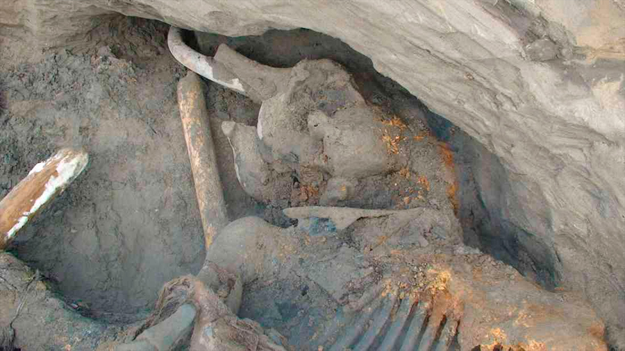 Por primera vez se encuentra un cráneo completo de un mastodonte en Francia