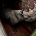 Mueren en Kenia siete rinocerontes en peligro de extinción por una posible negligencia en su traslado