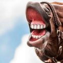Los relinchos indican emociones positivas en caballos
