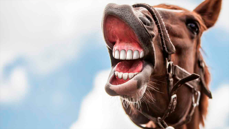 Los relinchos indican emociones positivas en caballos