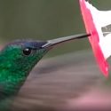 Cómo un científico colombiano y una flor artificial ayudaron a descifrar el enigma de los colibríes
