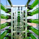 Microalgas, un combustible nuevo y prometedor