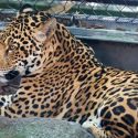 Un jaguar escapa de su jaula y mata a seis animales en zoológico de EU