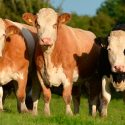 Científico mexicano crea un antibiótico a partir de piel de rana que cura infecciones en vacas