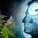 Asocian el consumo de cannabis con todo tipo de trastornos mentales