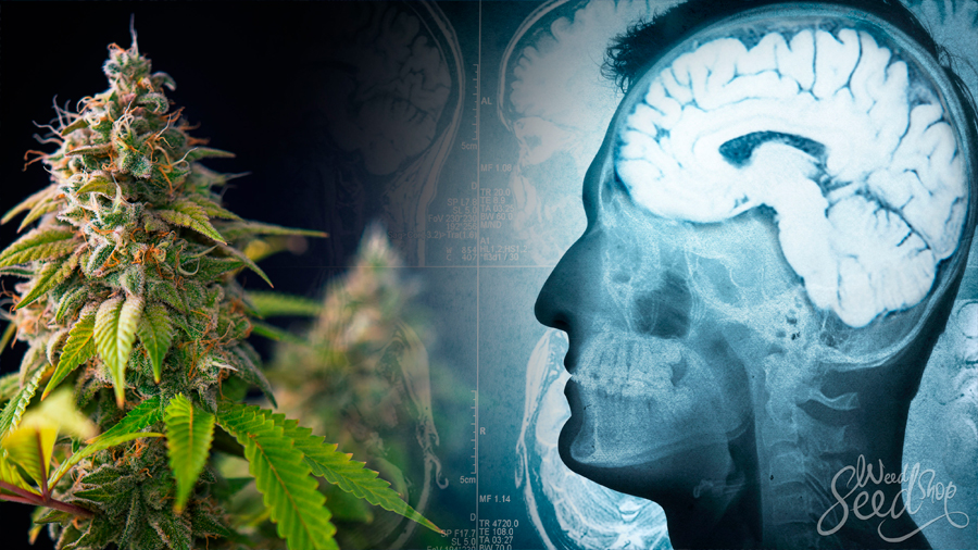 Asocian el consumo de cannabis con todo tipo de trastornos mentales