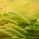 Las plantas del futuro podrían desarrollar su propio fertilizante captándolo del aire