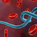Científicos descubren "poderosos" anticuerpos en supervivientes al ébola