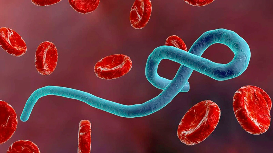 Científicos descubren "poderosos" anticuerpos en supervivientes al ébola