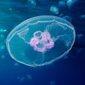 El agua del mar contiene gran cantidad de esperma de medusas
