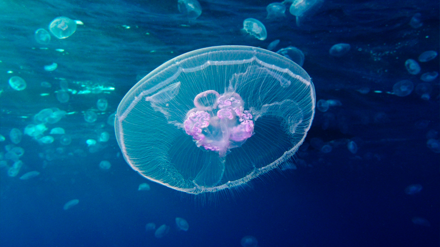 El agua del mar contiene gran cantidad de esperma de medusas