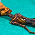 Nueva investigación pone en duda la ciencia y ética en el análisis de la Momia de Atacama