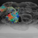 El cerebro de una mosca, en nanoescala con 21 millones de imágenes y 100 mil neuronas