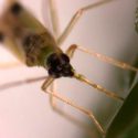 Insectos que se alimentan de un vegetal manipulan su metabolismo para aumentar contenido de nutrientes