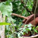 Publican imágenes del indígena del hoyo, el hombre más solitario del mundo