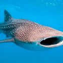 Determinan investigadores que el tiburón ballena puede alcanzar los 130 años de vida