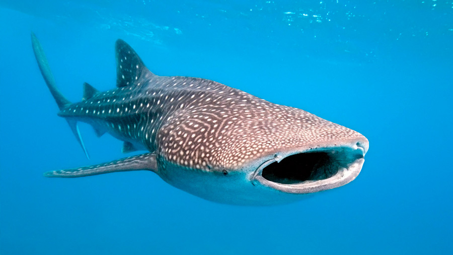 Determinan investigadores que el tiburón ballena puede alcanzar los 130 años de vida