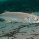 La acidificación de los océanos causa la pérdida de olfato en los peces