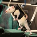Un fármaco logra que ratones con paraplejia vuelvan a caminar