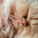 Dos empresas buscan modificar ADN de gatos y evitar que causen alergias